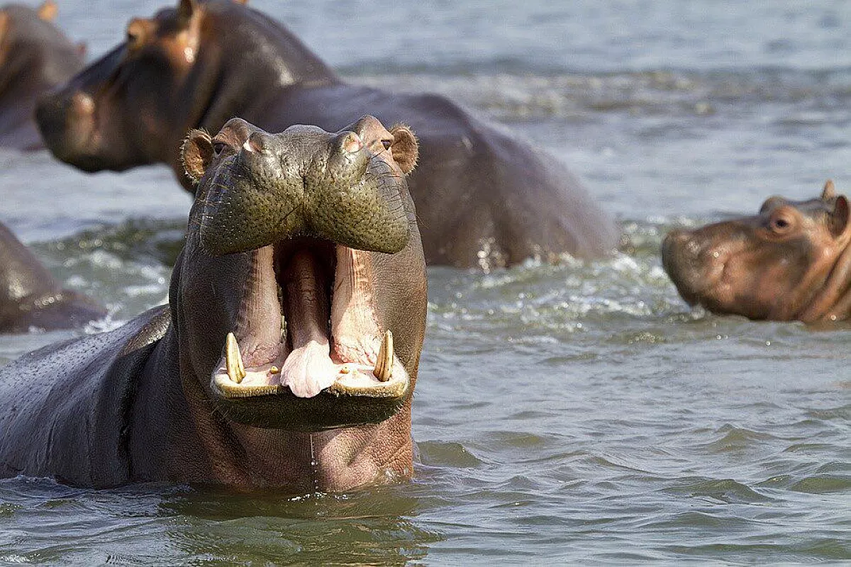 Ippopotamo liwonde National Park