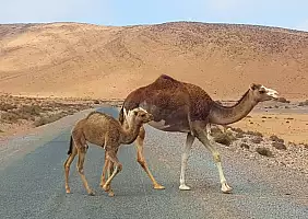 turistipercaso sahara-occidentale-scjac