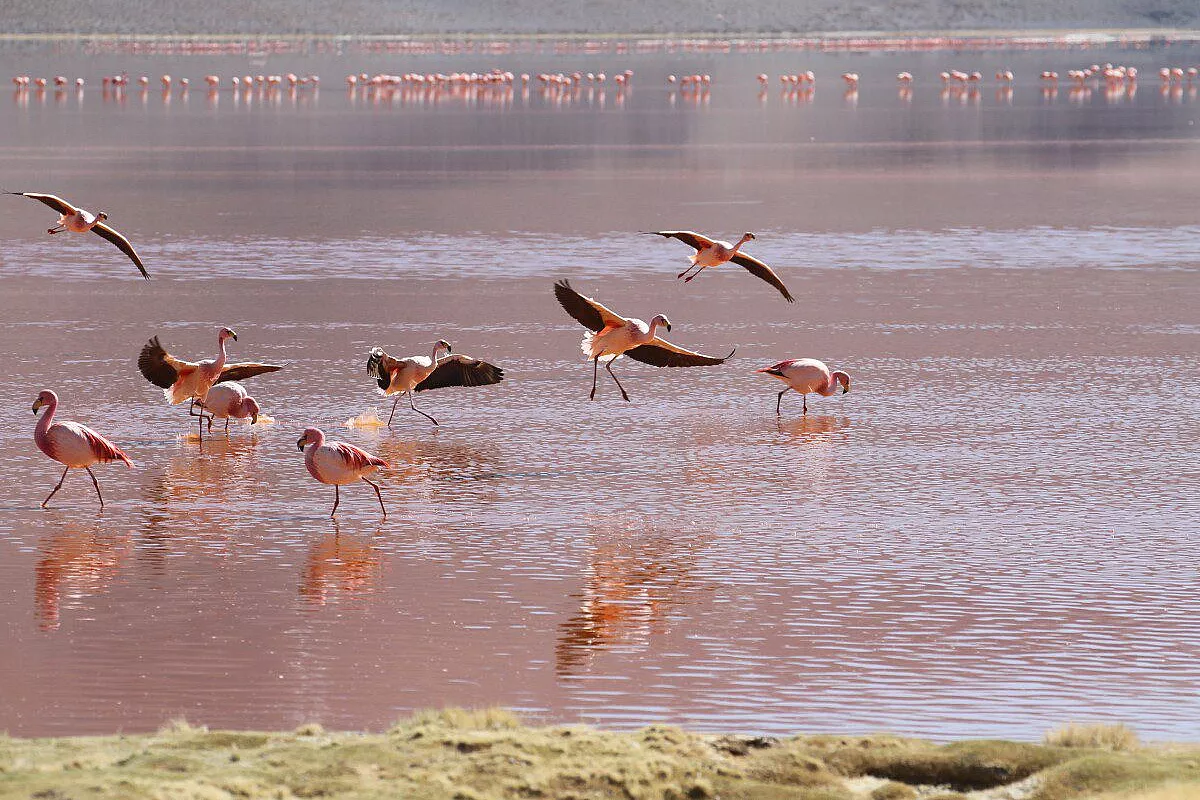 laguna rossa e fenicotteri
