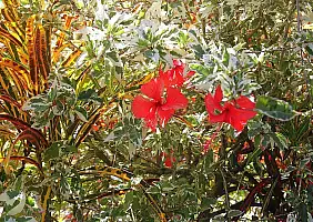 turistipercaso samoa-jfp4s