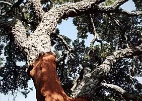 turistipercaso sardegna-1j6nf
