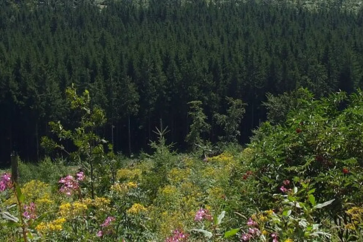 Natura e fiaba nella Foresta Nera!