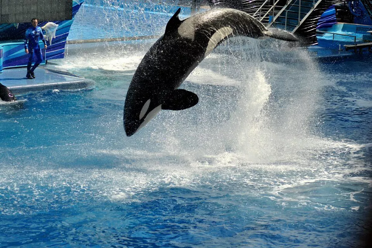 Shamu a Sea World