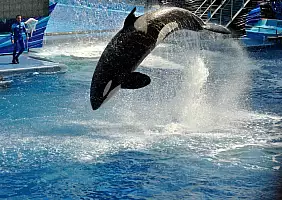 turistipercaso sea-world-orlando-5wukb