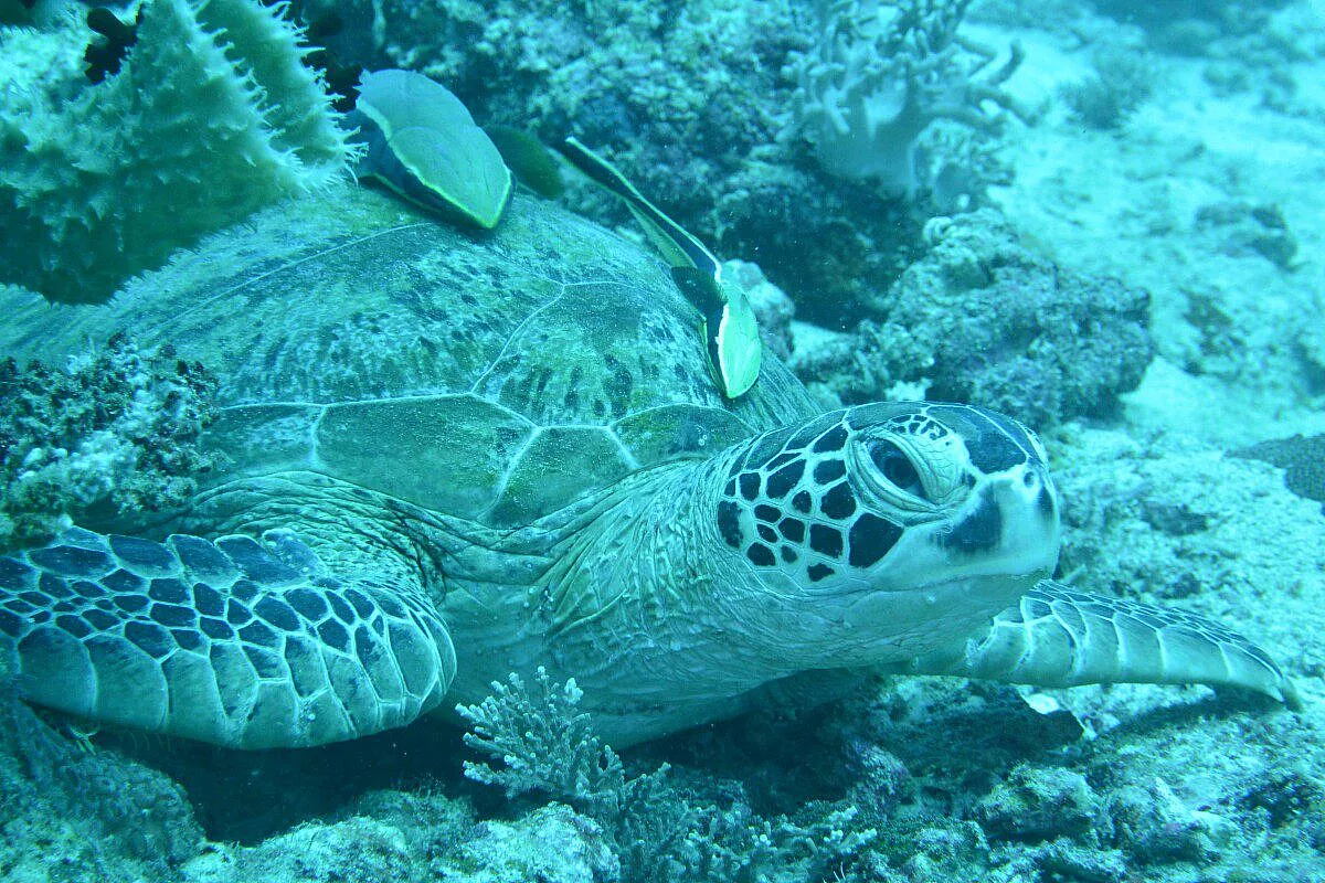Tartaruga a Sipadan