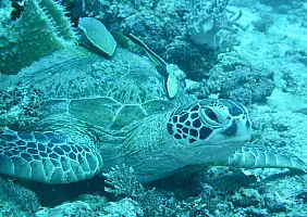 turistipercaso sepilok-natura-2j545