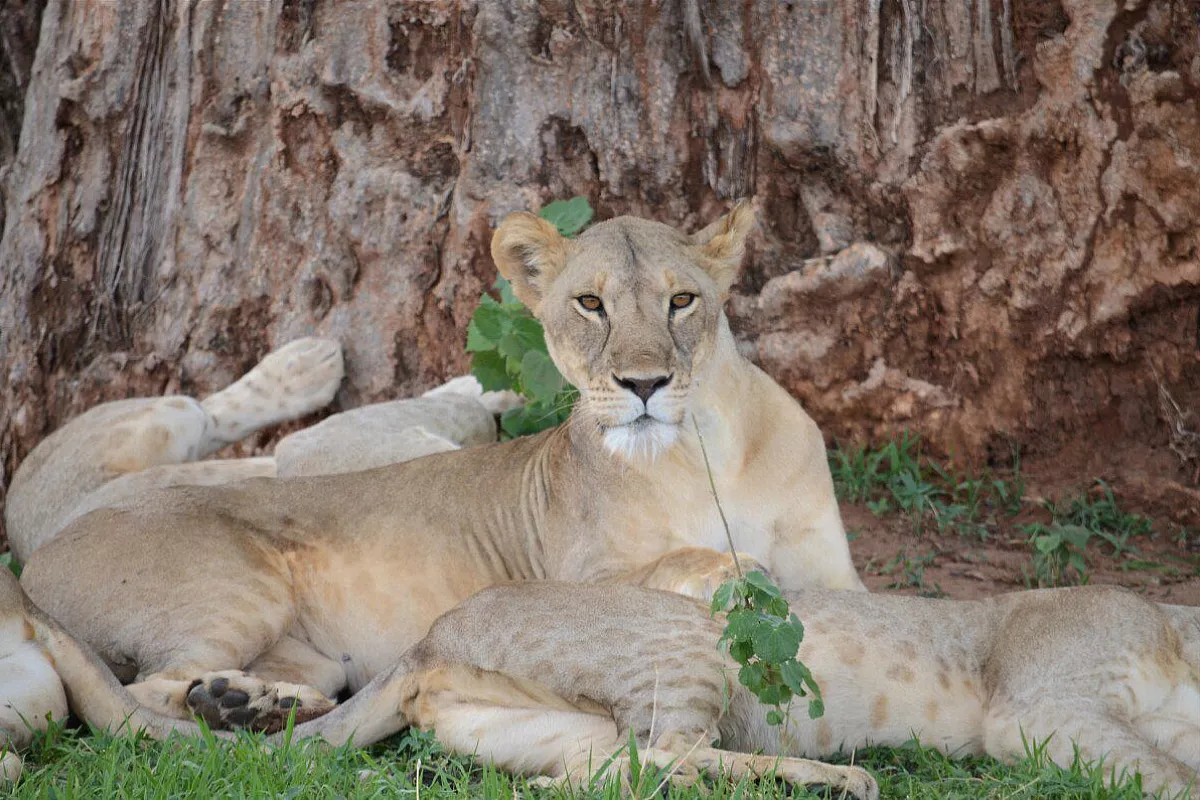 tarangire