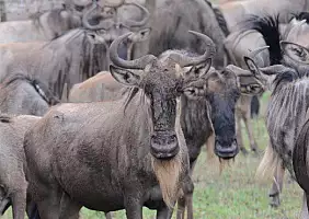 turistipercaso serengeti-e-ngorongoro-sa2j8