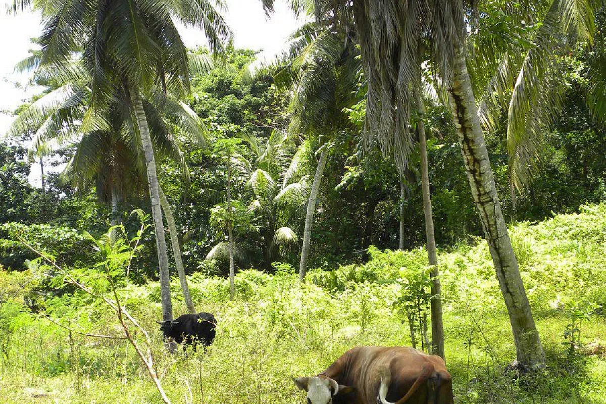 Seychelles consigliatissime