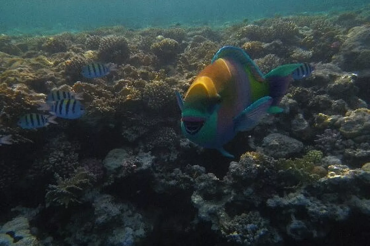 Sharm el Sheik: un caldo ricordo!