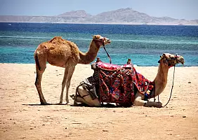 turistipercaso sharm-el-sheikh-egitto-js9mf