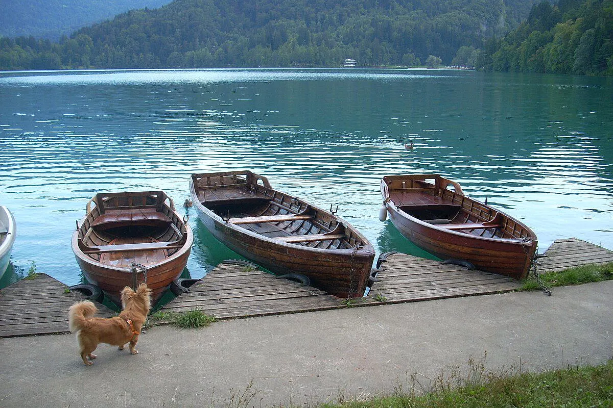 Bled