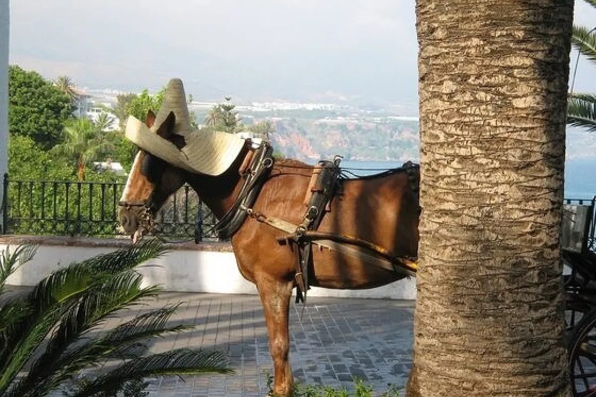 Dos gallegos