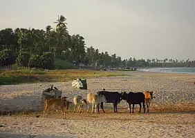 turistipercaso sri-lanka-84c5p