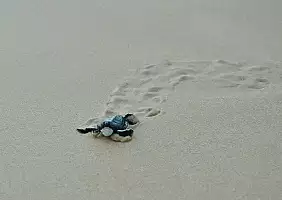 turistipercaso sri-lanka-aq95k