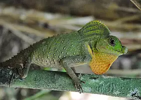 turistipercaso sri-lanka-tewjq