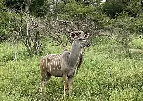 turistipercaso sud-africa-2vnus