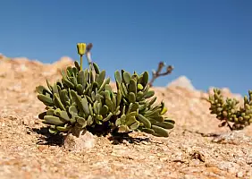 turistipercaso sud-africa-6fava