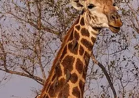 turistipercaso sud-africa-k71k8