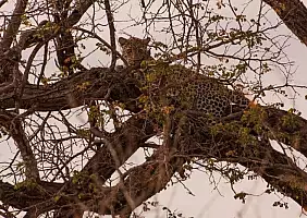 turistipercaso sud-africa-n7y58