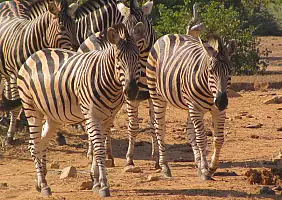 turistipercaso sudafrica-2xf1p