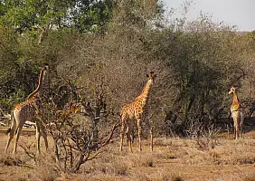 turistipercaso sudafrica-65sfs