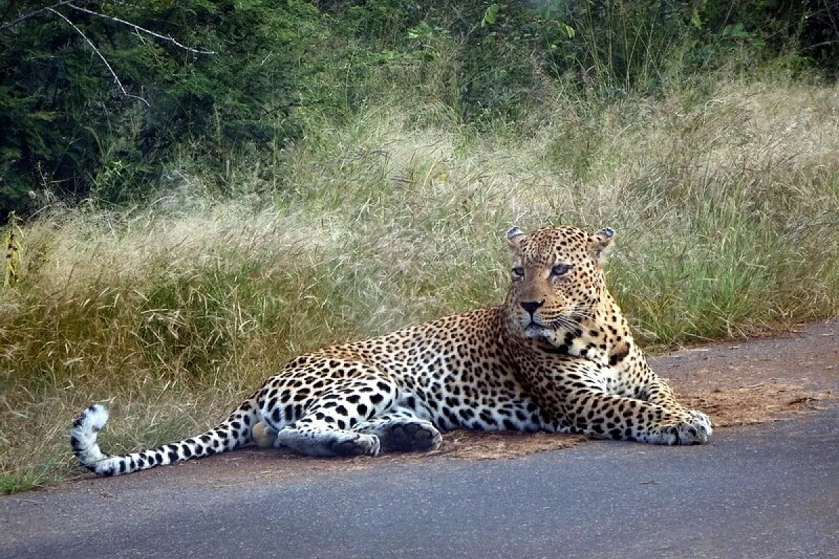 Sud Africa ed eSwatini, visita ai Grandi Parchi e alla ricerca dei Cuccioli