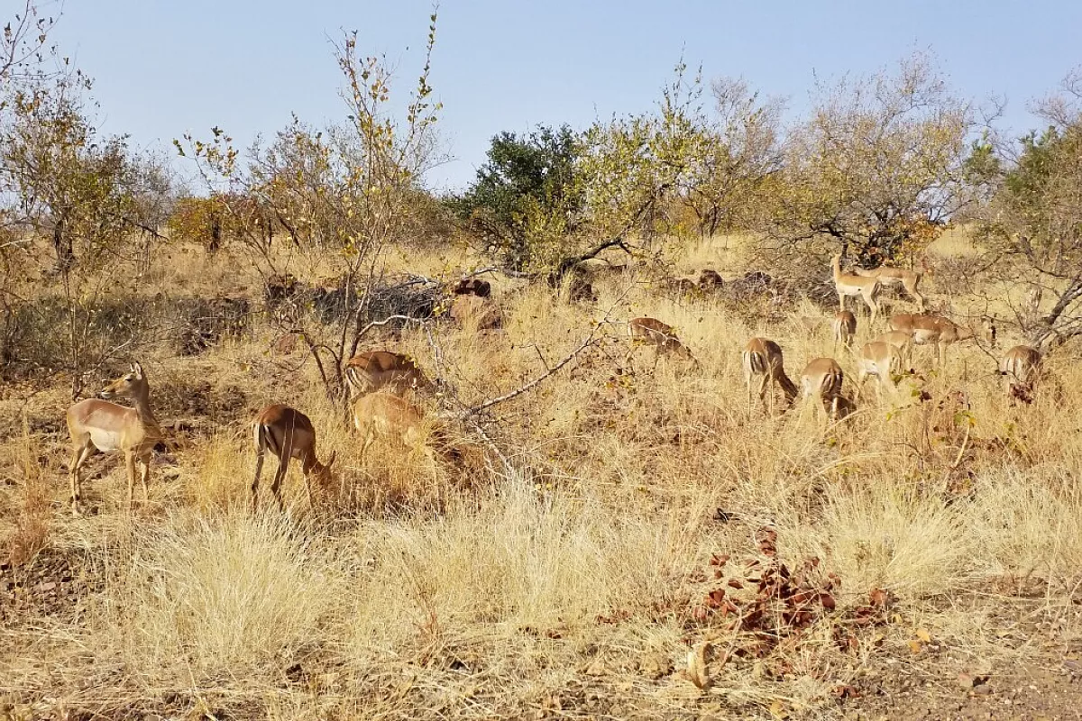 Impala