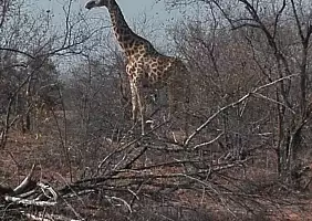turistipercaso sudafrica-nzvde