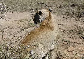 turistipercaso sudafrica-rfngt