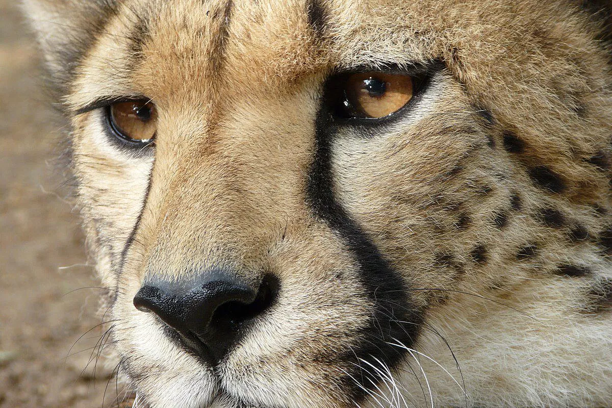 Mal d' Africa