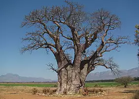 turistipercaso sudafrica-tba8s