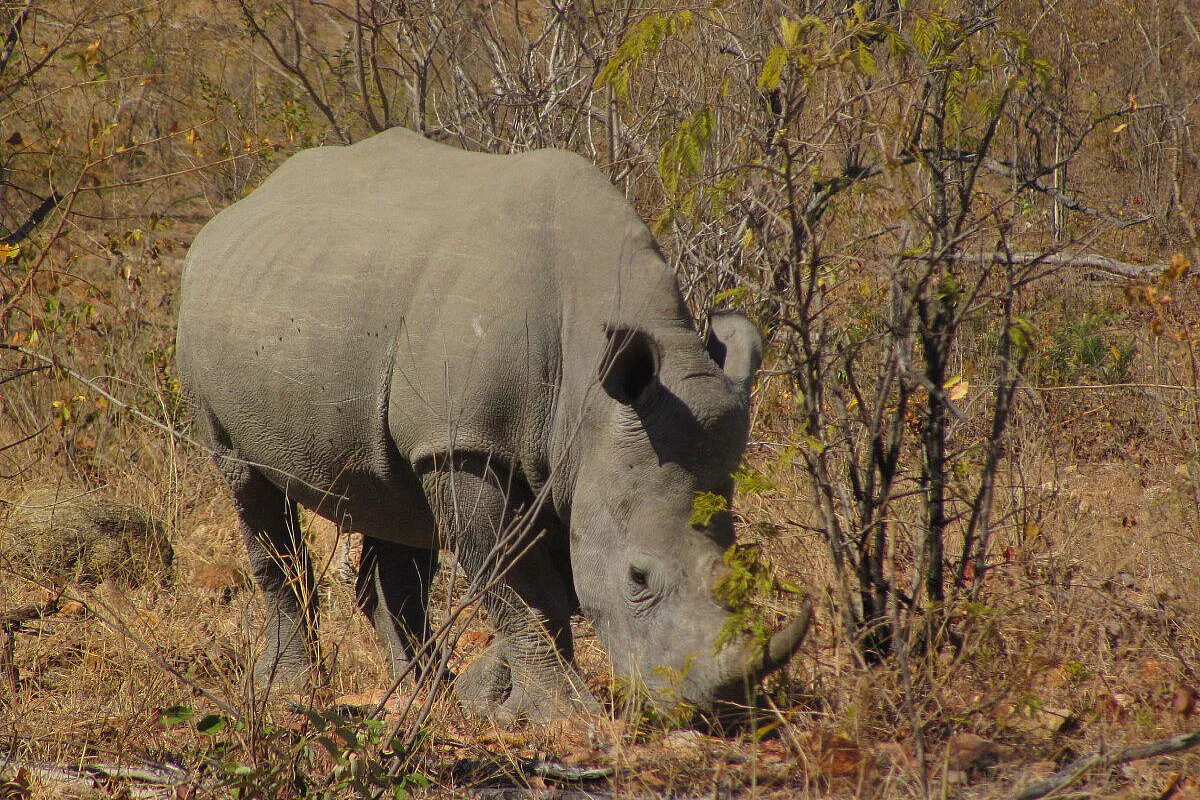 KRUGER PARK E DINTORNI