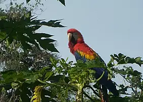 turistipercaso suriname-e5qkv