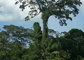 turistipercaso suriname-p7q52