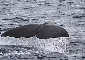 turistipercaso svalbard-c4hyb