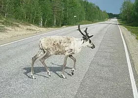 turistipercaso svezia-yp8tu