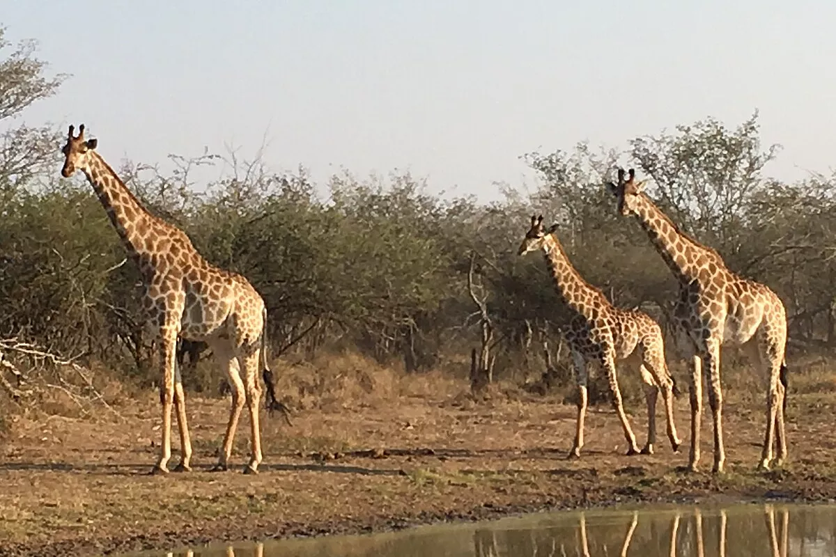 Kruger Park