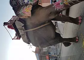 turistipercaso taj-mahal-india-78mzx