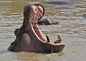 turistipercaso tanzania-1jm43