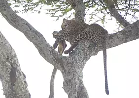 turistipercaso tanzania-7ft7f