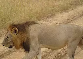 turistipercaso tanzania-9g91f