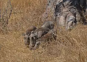 turistipercaso tanzania-9mfey