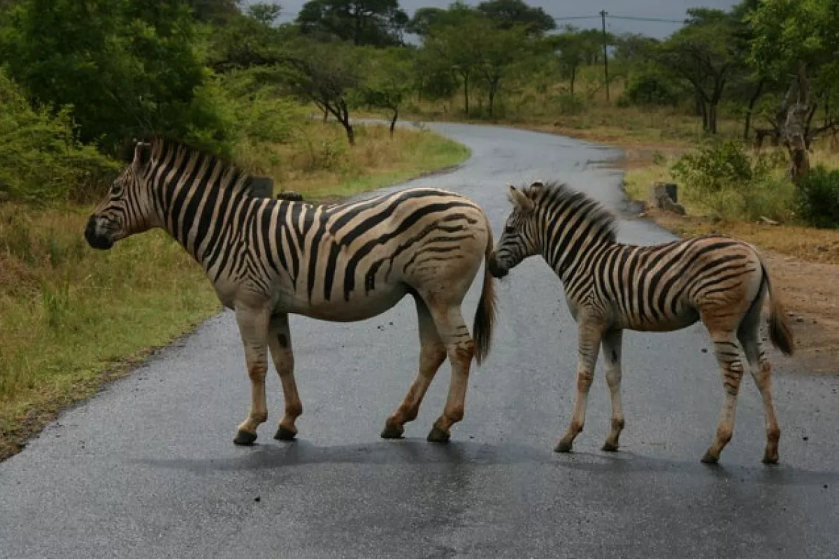 Tanzania: Parchi, Animali, Paesaggi Magnifici