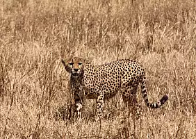 turistipercaso tanzania-bj5gg