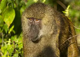 turistipercaso tanzania-bqkyj