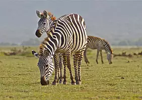 turistipercaso tanzania-ebqn5