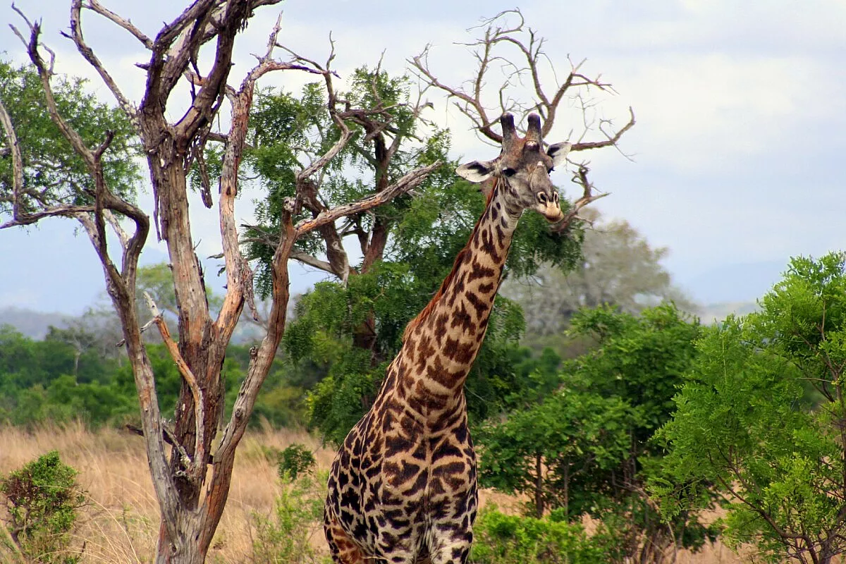 I parchi della Tanzania