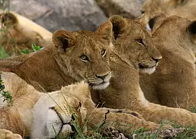 turistipercaso tanzania-g4gck