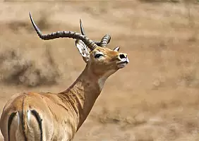 turistipercaso tanzania-k5j1g
